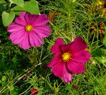 Schmuckkrbchen (Cosmos bipinnatus kl.