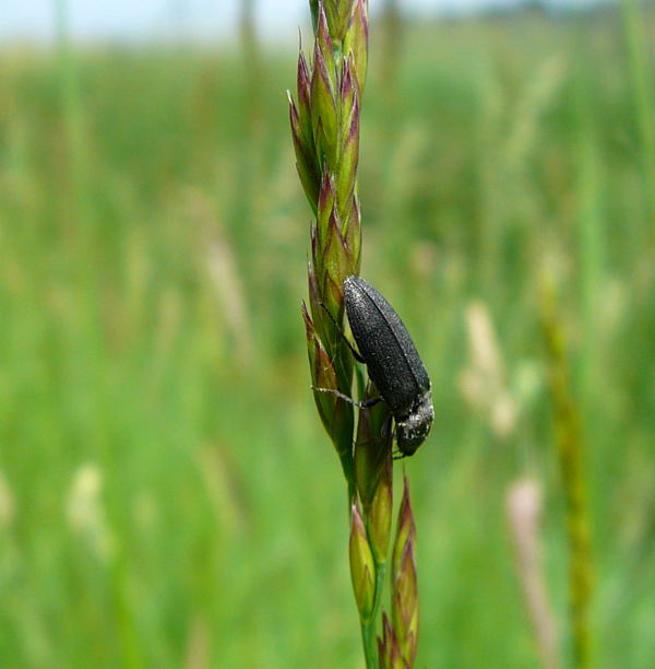 Schnellkfer Cidnopus pilosus Mai 2010 Hemsbach Graben Wiese Storch, Blumen u. Insekten 139