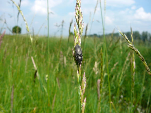 Schnellkfer Cidnopus pilosus Mai 2010 Hemsbach Graben Wiese Storch, Blumen u. Insekten 140