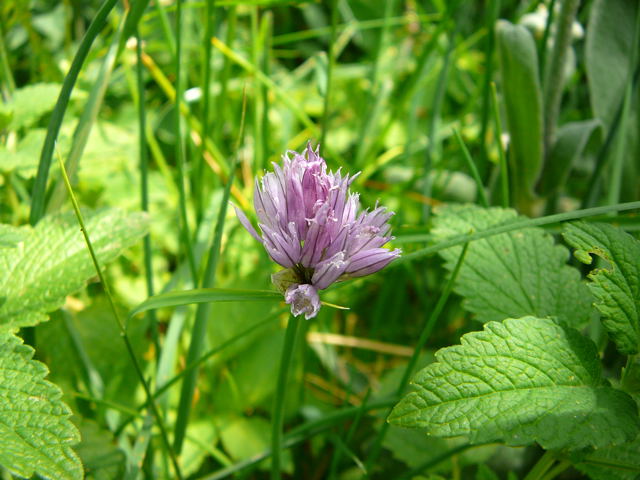Schnittlauch Allium schoenoprasum Mai 2008 Htt-Lorsch 051