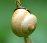 Schwarzmndige Bnderschnecke kl.