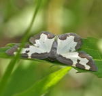 Schwarzrand-Harlekin (Vogelschmeispanner) kl.