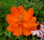 Schwefelcosmee - Cosmos sulphureus kl.