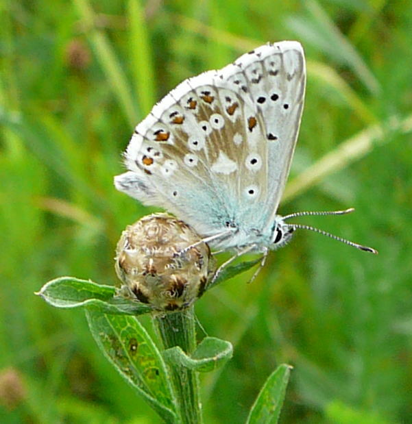 Silbergrner Bluling (Polyommatus coridon) Urlaub 2009 bad neustadt u. schiefergebirge thringen 035a