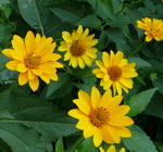 Sonnenauge (Heliopsis helianthoides)  kl.