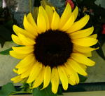 Sonnenblume Helianthus annuus
