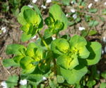 Sonnenwend-Wolfsmilch Euphorbia helioscopia kl.