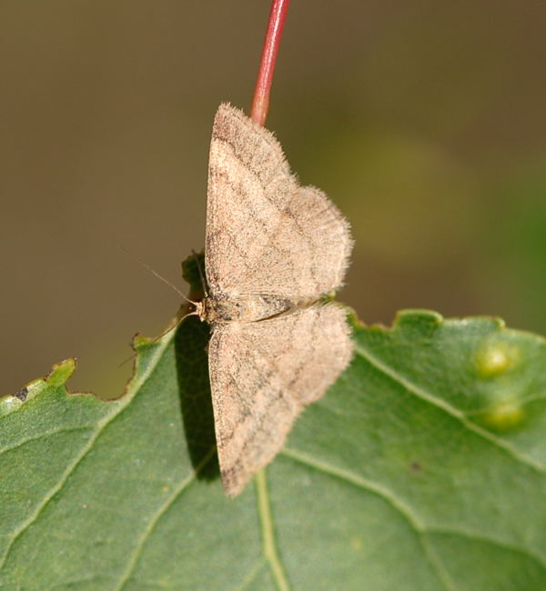 Spanner Scopula rubiginata Mai 09 Htt Mlldepnie u.Viernheimer Wald 022
