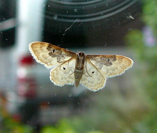 Sdlicher Zwergspanner Idaea rusticata Juli 09 Biotop Rote Erde Lorsch 042