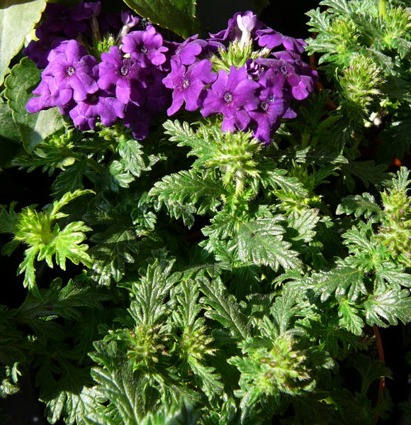 Verbene Verbena spec. April 2011 Gartenblumen Insekten Huett 006