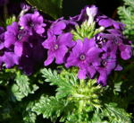 Verbene Verbena spec. kl.
