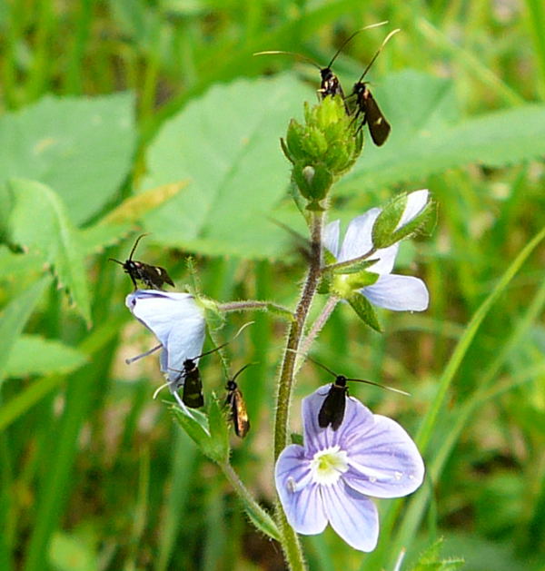 Veronica-Langfhler Cauchas fibulella Mai 2010 Odenwald Frth-Steinbach Pfingstmontag 052