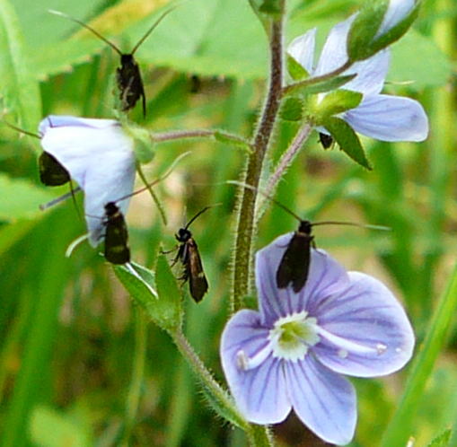 Veronica-Langfhler Cauchas fibulella Mai 2010 Odenwald Frth-Steinbach Pfingstmontag 053