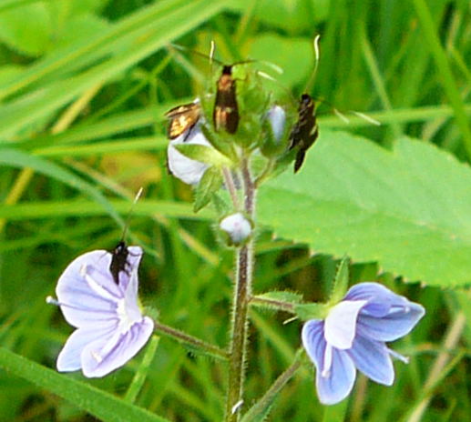 Veronica-Langfhler Cauchas fibulella Mai 2010 Odenwald Frth-Steinbach Pfingstmontag 055