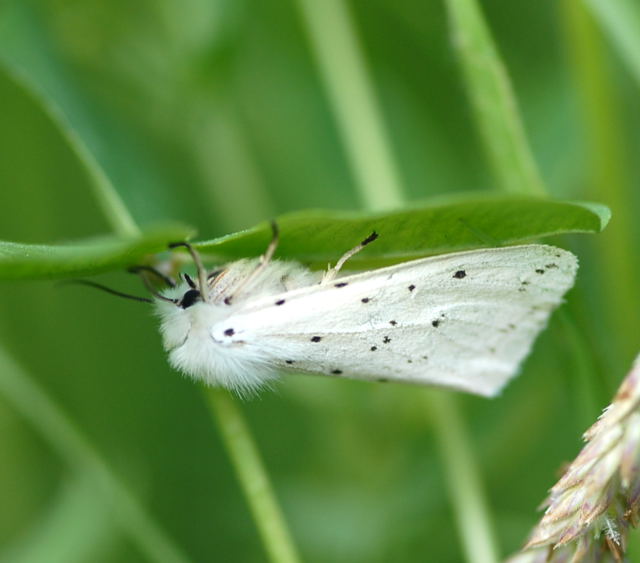 Weier Br (Spilosoma lubricepeda) Juni 09 Hessen nahe Garb... 343a