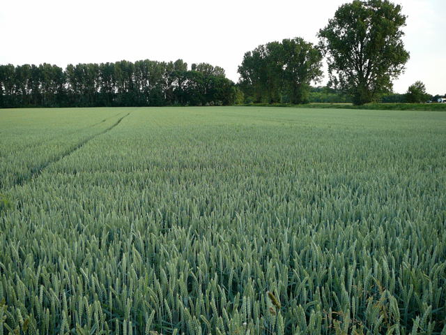 Weizen Triticum L. Juni 2010 Viernheimer Heide u. Kfertal Blumen 040