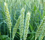 Weizen Triticum L. kl.