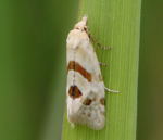 Wickler (Aethes smeathmanniana)-kl.