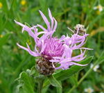 Wiesen-Flockenblume kl.1