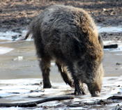 Wildschwein kl.