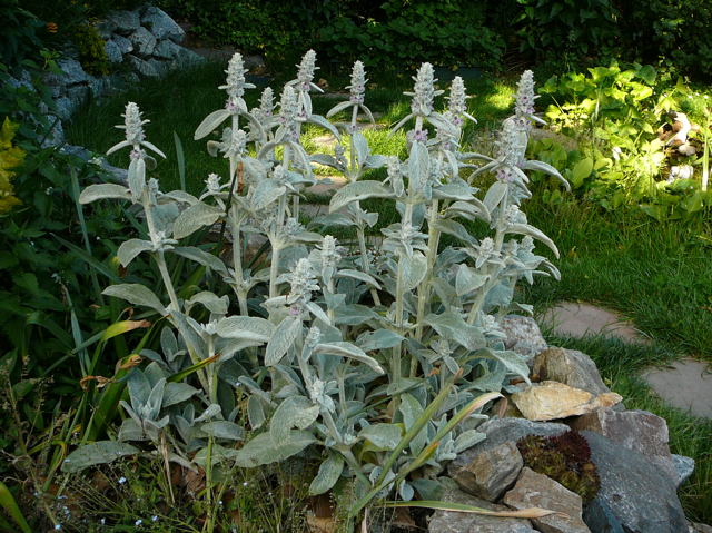 Wollziest (Stachys byzantina) Mai 2011 Httenfeld Graben am Sportplatz 047