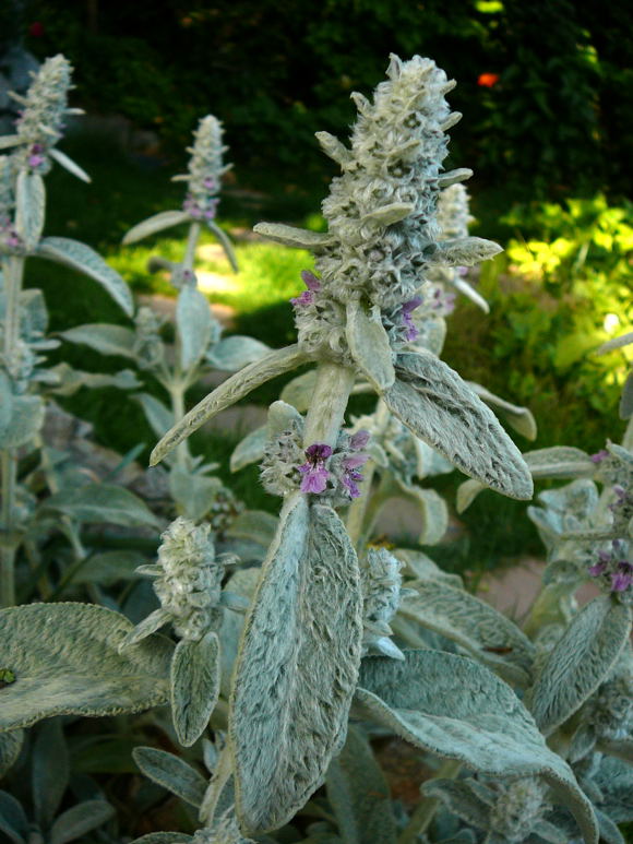 Wollziest (Stachys byzantina) Mai 2011 Httenfeld Graben am Sportplatz 048