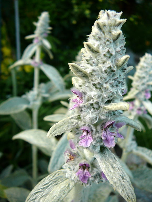 Wollziest (Stachys byzantina) Mai 2011 Httenfeld Graben am Sportplatz 049