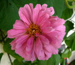 Zinnie (Zinnia violacea) kl.