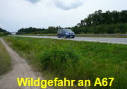 A67 Wildgefahr