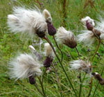 Acker-Kratzdistel  Samen kl.