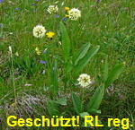 Allermannsharnisch g kl.