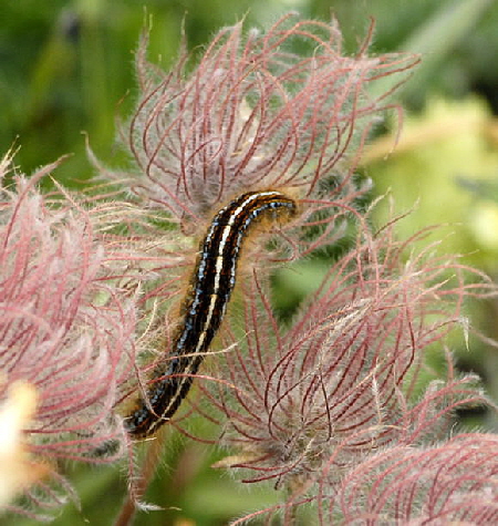 Alpen-Ringelspinners (Malacosoma alpicola auf Berg-Nelkenwurz  Urlaub 2011 9.7.2011 Allgu Alpen Fellhorn NIKON 020a