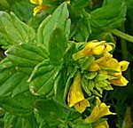 Alpenrachen 1 kl.