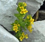 Alpenrachen kl.