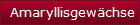 Amaryllisgewchse