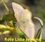 Ampfer-Purpurspanner Lythria cruentaria 1 W kl.
