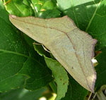Ampferspanner (Timandra comae) 1 kl.