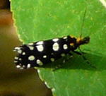 Anthrazit-Motte, Euplocamus anthracinalis kl.