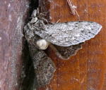 Aschgrauer Rindenspanner Hypomecis punctinalis kl.