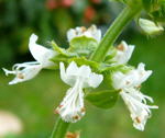 Basilikum (Ocimum basilicum) kl.
