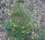 Besenginster (Cytisus scoparius) 1 kl.