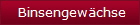 Binsengewchse