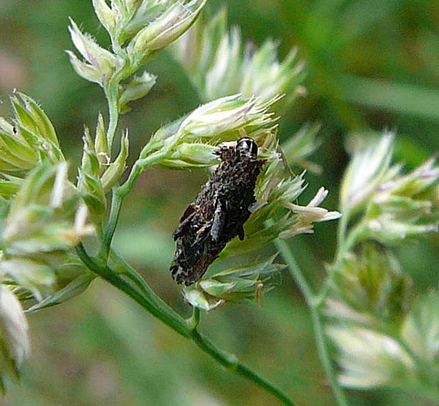 Birken-Sacktrger Proutia betulina Mai 2011 Viernheimer Wald Wanzen, Insekten, Kfer, Falter 107