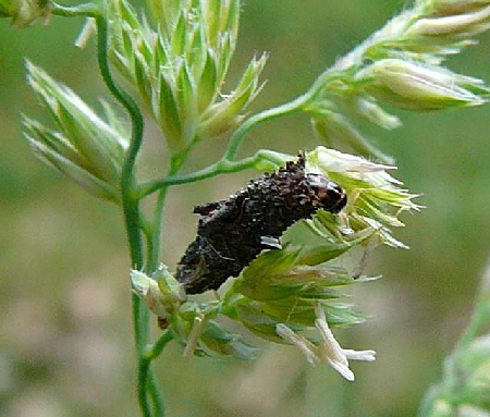 Birken-Sacktrger Proutia betulina Mai 2011 Viernheimer Wald Wanzen, Insekten, Kfer, Falter 109