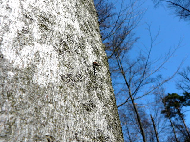 Birken-Sacktrger Proutia cf. betulina Raupe April 2010 Viernheimer Wald Harvester u. Insekten 053