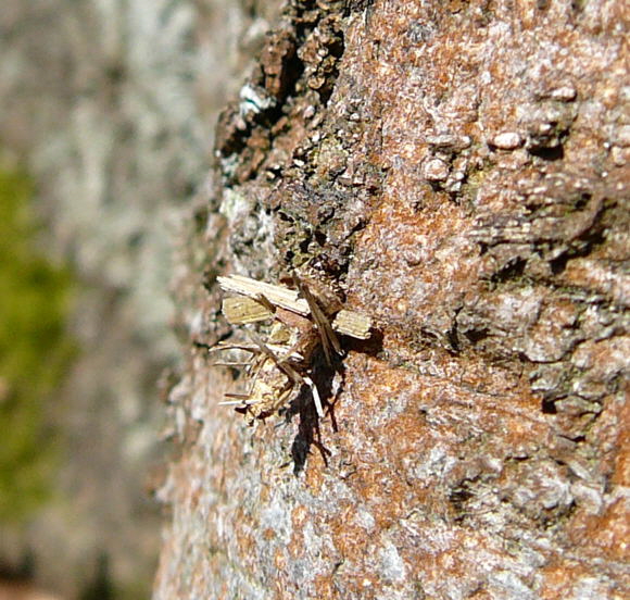 Birken-Sacktrger Proutia cf. betulina Raupe April 2010 Viernhe