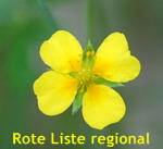 Blutwurz (Potentilla erecta) kl.