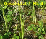Bocksriemenzunge B kl.