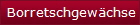 Borretschgewchse