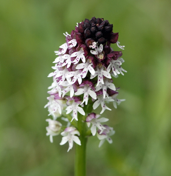 Brand-Knabenkraut (Orchis ustulata)2012-05-12 Oberlaudenbach, Orchideen + Insekten 145